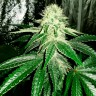 Качественные семена марихуаны Auto AK feminised GanjaLiveSeeds