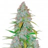 Недорогие сорта конопли Auto Snow Queen feminised GanjaLiveSeeds