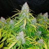 Качественные семена конопли Auto Snow Queen feminised GanjaLiveSeeds