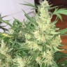 семена конопли почтой Auto Cheese feminised Ganja Live Seeds