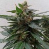 Семена марихуаны Auto Magnum feminised Ganja Seeds