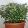 Недорогие семена конопли Auto Magnum feminised Ganja Seeds
