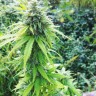 Семена марихуаны Auto Big Bang feminised GanjaLiveSeeds