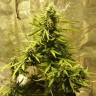 Недорогие семена конопли Auto Big Bang feminised GanjaLiveSeeds