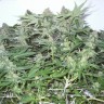 купить семена конопли в оригинальных упаковках White Widow regular