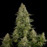 купить семена конопли медицинской White Widow regular