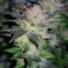 семена конопли недорого Auto Critical Plus feminised Ganja Live Seeds