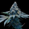 Семена конопли Blue feminised Ganja Seeds