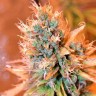 Семена каннабиса Blue feminised Ganja Seeds