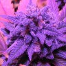 Семена марихуаны Blue feminised Ganja Seeds