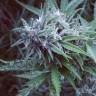 Семена марихуаны Blue feminised Ganja Seeds