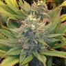 Семена конопли Blue feminised Ganja Seeds