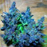 Семена каннабиса Blue feminised Ganja Seeds