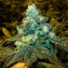 Качественные семена конопли Blue feminised Ganja Seeds