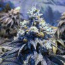 Семена марихуаны Blue feminised Ganja Seeds
