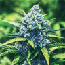 Семена каннабиса Blue feminised Ganja Seeds