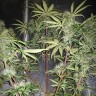 Семена конопли Auto Blue Amnesia feminised Ganja Seeds