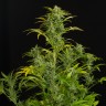 Качественные семена конопли Auto Blue Amnesia feminised Ganja Seeds