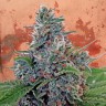 Качественные семена марихуаны Auto Blue Amnesia feminised Ganja Seeds