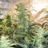 Недорогие семена конопли Auto Blue Amnesia feminised Ganja Seeds