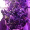 Купить семена конопли Auto Blue Amnesia feminised Ganja Seeds