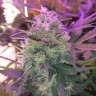 Купить семена марихуаны Auto Blue Amnesia feminised Ganja Seeds