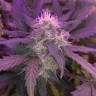 Заказать семена конопли Auto Blue Amnesia feminised Ganja Seeds