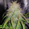 Заказать семена Auto Blue Amnesia feminised Ganja Seeds