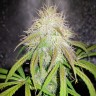 Семена конопли оптом Auto Blue Amnesia feminised Ganja Seeds