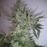Качественные семена конопли AK feminised GanjaLiveSeeds