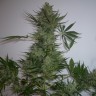 Семена марихуаны недорого AK feminised GanjaLiveSeeds