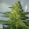 Семена конопли недорого AK feminised GanjaLiveSeeds