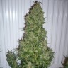 Семена марихуаны AK feminised GanjaLiveSeeds