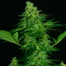 Семена марихуаны Critical feminised Ganja Seeds