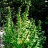 Фотопериодные семена конопли Critical feminised Ganja Seeds