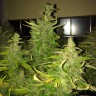 Купить семена марихуаны Auto Blue Diesel feminised GanjaLiveSeeds