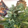 Недорогие семена конопли Auto Blue Diesel feminised GanjaLiveSeeds