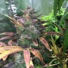 Заказать недорогие семена марихуаны Auto Blue Diesel feminised GanjaLiveSeeds