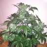 Феминизированные сорта конопли Auto Blue Diesel feminised GanjaLiveSeeds