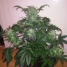 Купить недорогие семена конопли Auto Blue Diesel feminised GanjaLiveSeeds