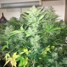 Феминизированные сорта купить Auto Blue Diesel feminised GanjaLiveSeeds