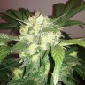 Афтоцветущие сорта конопли Auto Blue Diesel feminised GanjaLiveSeeds