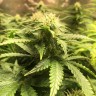 Афтоцветущие сорта марихуаны Auto Blue Diesel feminised GanjaLiveSeeds