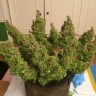 Купить семена конопли Auto Blue Diesel feminised GanjaLiveSeeds