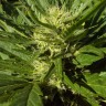 купить семена конопли феминизированные Auto Black Domina feminised