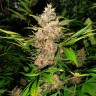семена каннабиса оптом Auto Red Poison feminised