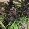 Недорогие семена конопли Auto Bloody Skunk feminised GanjaLiveSeeds