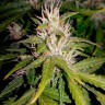 Семена конопли Auto Royal AK feminised GanjaLiveSeeds