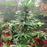 Семена марихуаны Auto Royal AK feminised GanjaLiveSeeds