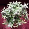 Семена марихуаны Auto Blueberry Bliss feminised GanjaLiveSeeds